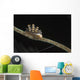 Doto Nudibranch Tulamben Bali Wall Decal