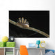 Doto Nudibranch Tulamben Bali Wall Decal