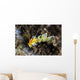 Cuthona Nudibranch Tulamben Bali Wall Decal
