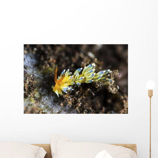 Cuthona Nudibranch Tulamben Bali Wall Decal