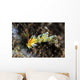 Cuthona Nudibranch Tulamben Bali Wall Decal