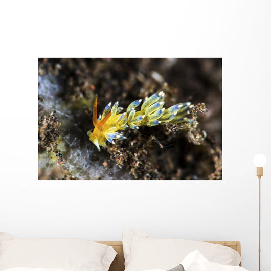 Cuthona Nudibranch Tulamben Bali Wall Decal
