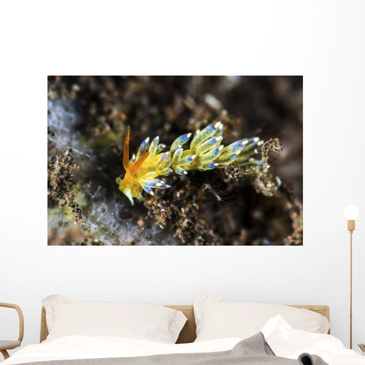 Cuthona Nudibranch Tulamben Bali Wall Decal
