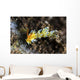 Cuthona Nudibranch Tulamben Bali Wall Decal