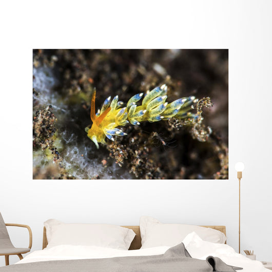 Cuthona Nudibranch Tulamben Bali Wall Decal
