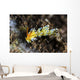Cuthona Nudibranch Tulamben Bali Wall Decal