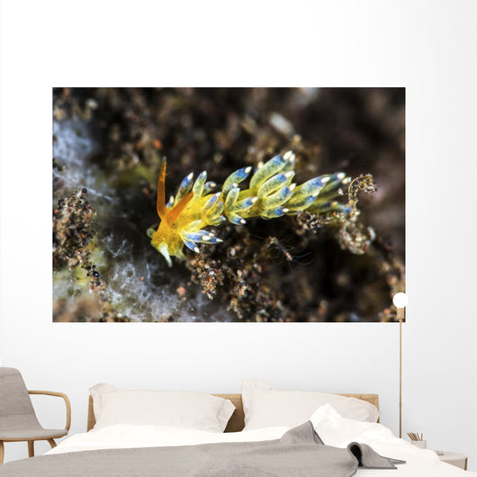 Cuthona Nudibranch Tulamben Bali Wall Decal