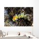 Cuthona Nudibranch Tulamben Bali Wall Decal