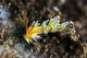 Cuthona Nudibranch Tulamben Bali Wall Decal