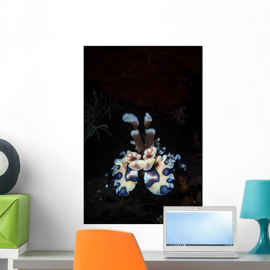 Harlequin Shrimp Tulamben Bali Vertical Wall Decal