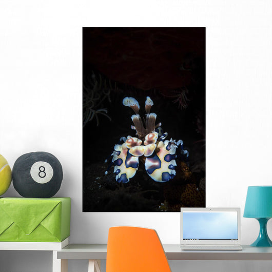 Harlequin Shrimp Tulamben Bali Vertical Wall Decal