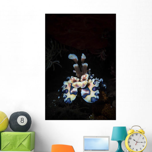 Harlequin Shrimp Tulamben Bali Vertical Wall Decal