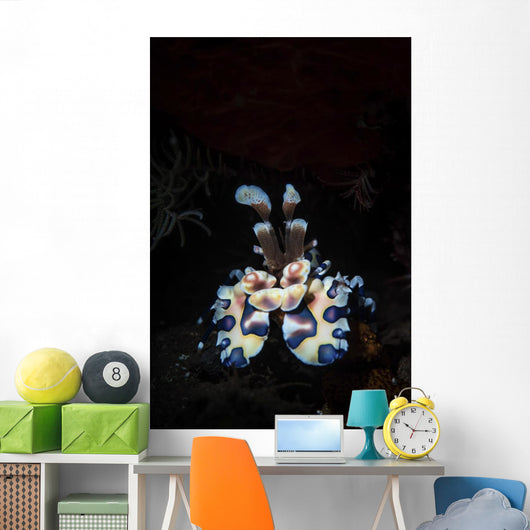 Harlequin Shrimp Tulamben Bali Vertical Wall Decal