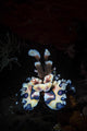 Harlequin Shrimp Tulamben Bali Vertical Wall Decal