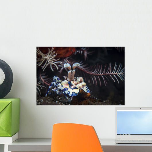 Harlequin Shrimp Tulamben Bali Wall Decal