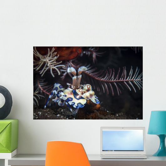 Harlequin Shrimp Tulamben Bali Wall Decal