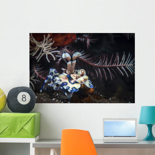 Harlequin Shrimp Tulamben Bali Wall Decal