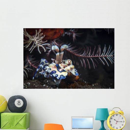 Harlequin Shrimp Tulamben Bali Wall Decal