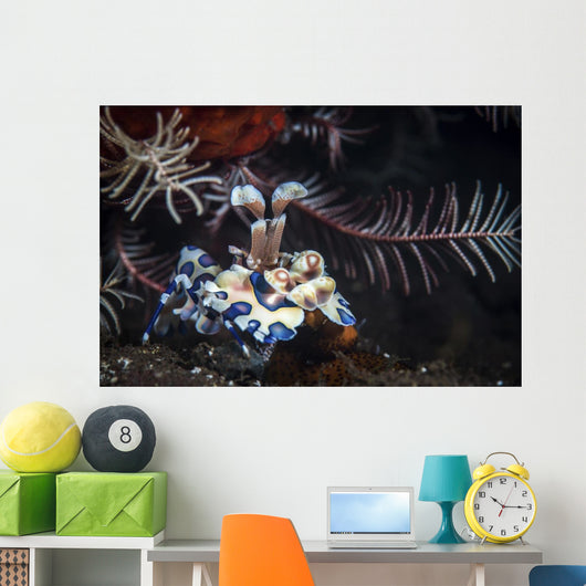 Harlequin Shrimp Tulamben Bali Wall Decal