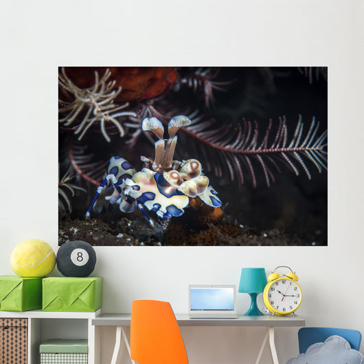 Harlequin Shrimp Tulamben Bali Wall Decal