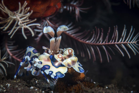 Harlequin Shrimp Tulamben Bali Wall Decal