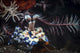 Harlequin Shrimp Tulamben Bali Wall Decal