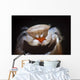 Small Tube Sponge Crab Wall Decal
