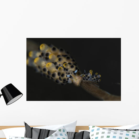 Pair Doto Nudibranchs Tulamben Wall Decal