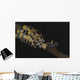 Pair Doto Nudibranchs Tulamben Wall Decal
