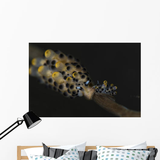 Pair Doto Nudibranchs Tulamben Wall Decal