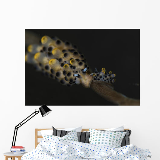 Pair Doto Nudibranchs Tulamben Wall Decal