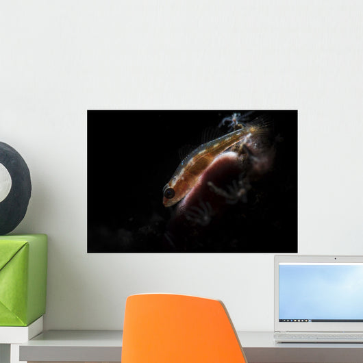 Tiny Goby Lit with Wall Decal