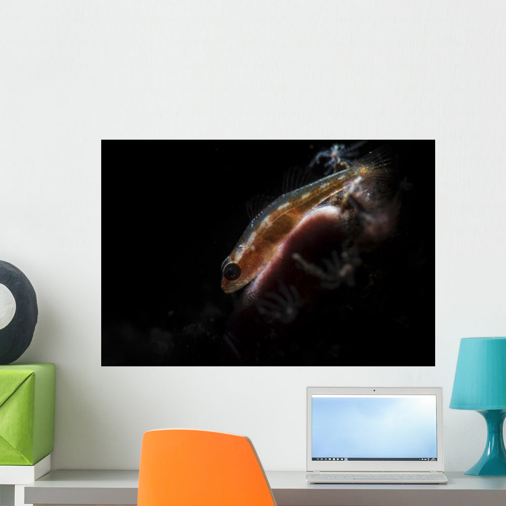 Tiny Goby Lit with Wall Decal - WallMonkeys.com – Wallmonkeys