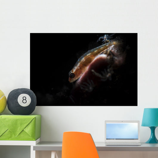 Tiny Goby Lit with Wall Decal