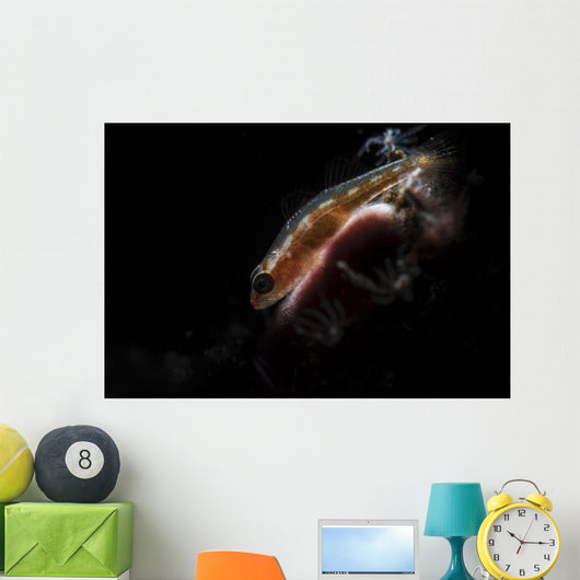 Tiny Goby Lit with Wall Decal