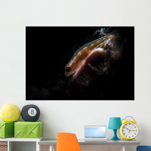 Tiny Goby Lit with Wall Decal
