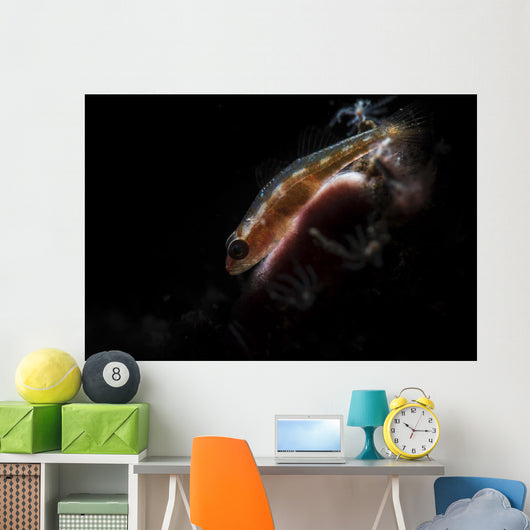 Tiny Goby Lit with Wall Decal