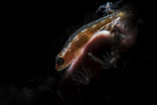 Tiny Goby Lit with Wall Decal