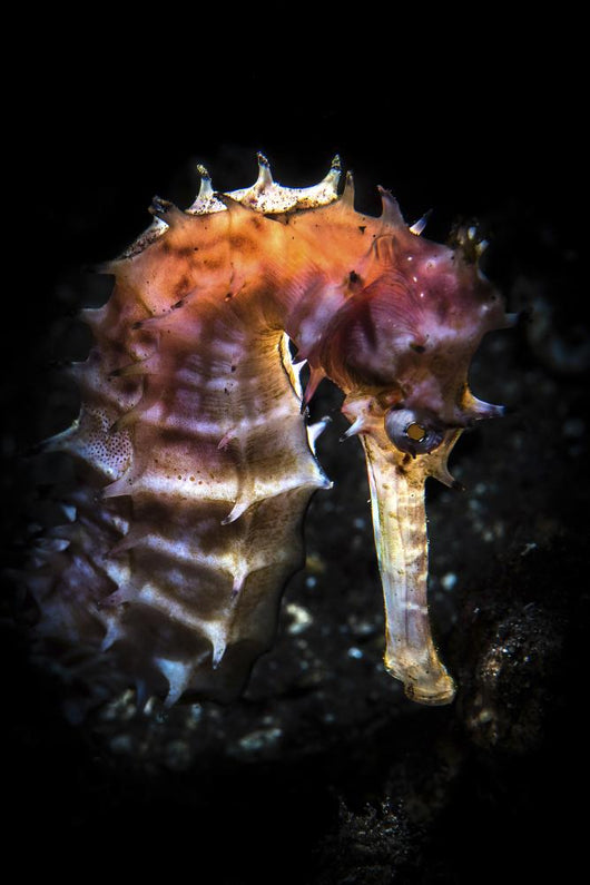 Seahorse Lit with Snoot Wall Decal