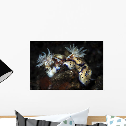 These Hypselodoris Nudibranchs Carry Wall Decal