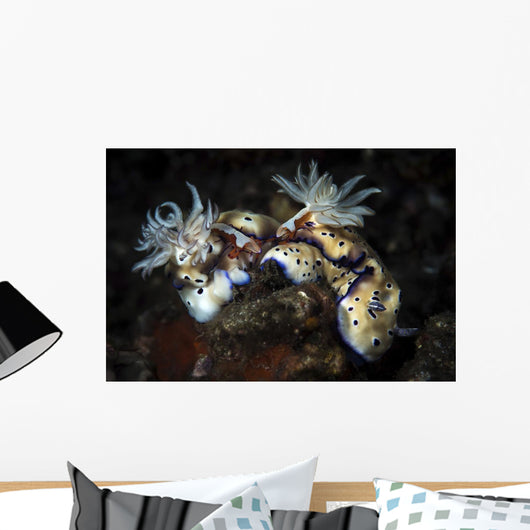 These Hypselodoris Nudibranchs Carry Wall Decal