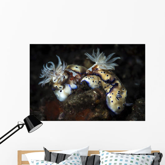 These Hypselodoris Nudibranchs Carry Wall Decal