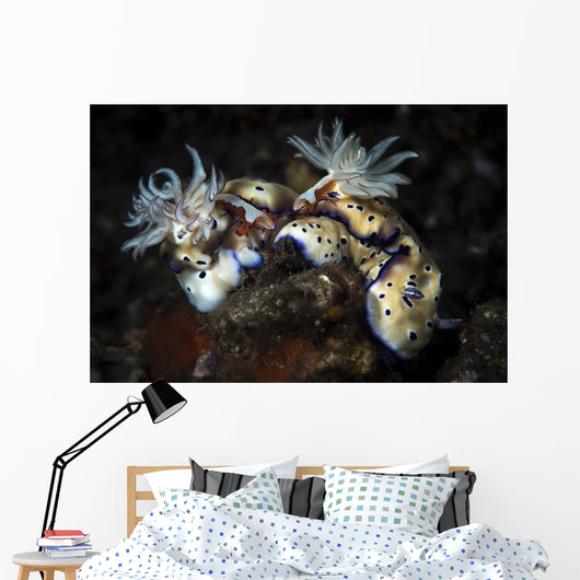 These Hypselodoris Nudibranchs Carry Wall Decal