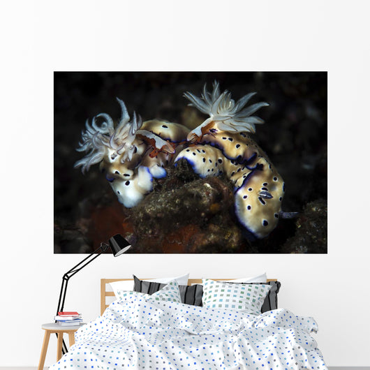 These Hypselodoris Nudibranchs Carry Wall Decal