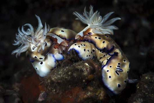 These Hypselodoris Nudibranchs Carry Wall Decal