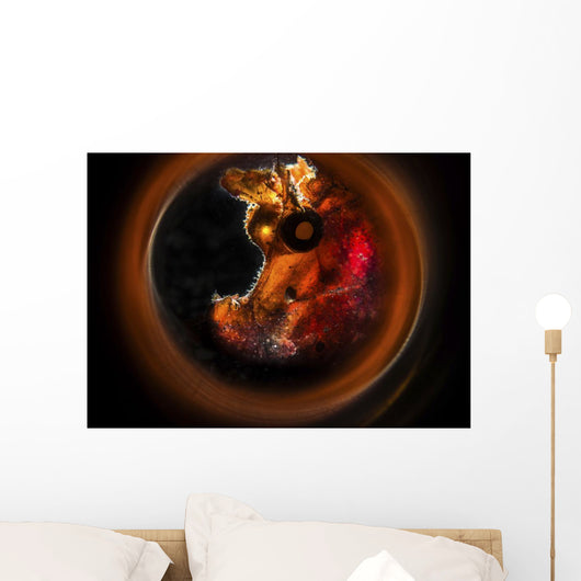 Backlit Rhinopias Framed with Wall Decal