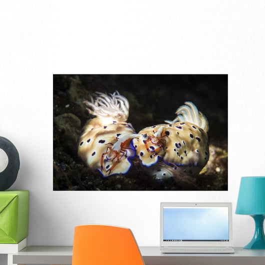 Two Nudibranchs with Two Wall Decal