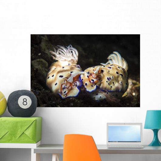 Two Nudibranchs with Two Wall Decal