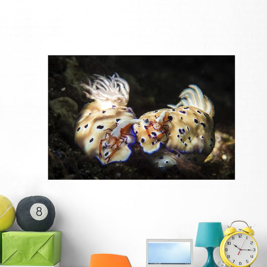 Two Nudibranchs with Two Wall Decal