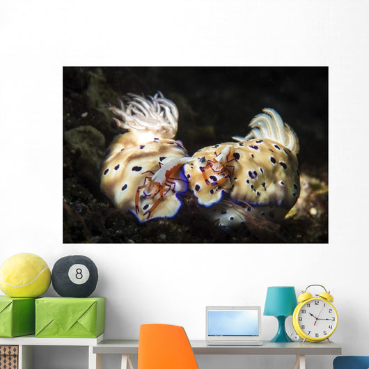 Two Nudibranchs with Two Wall Decal
